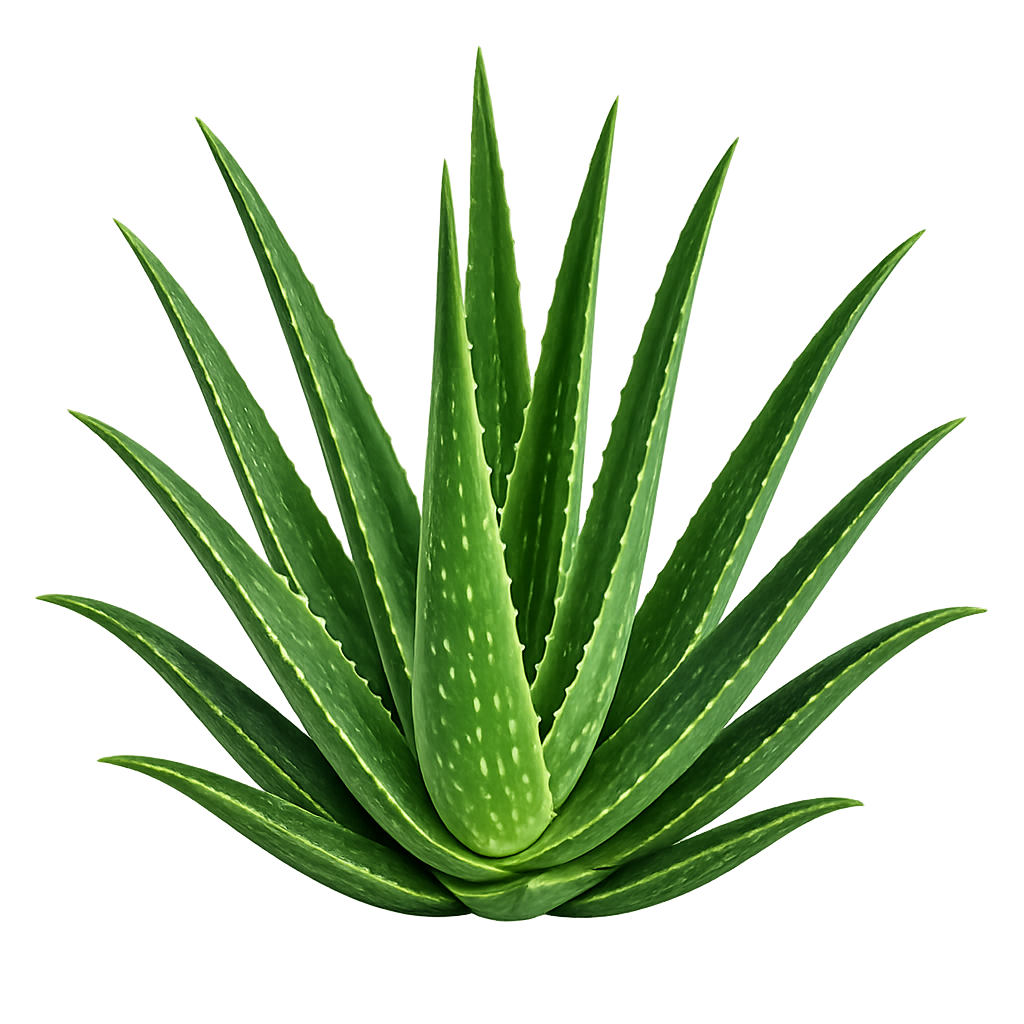 Aloe plant logo